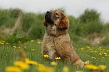DOGUE DU TIBET 241